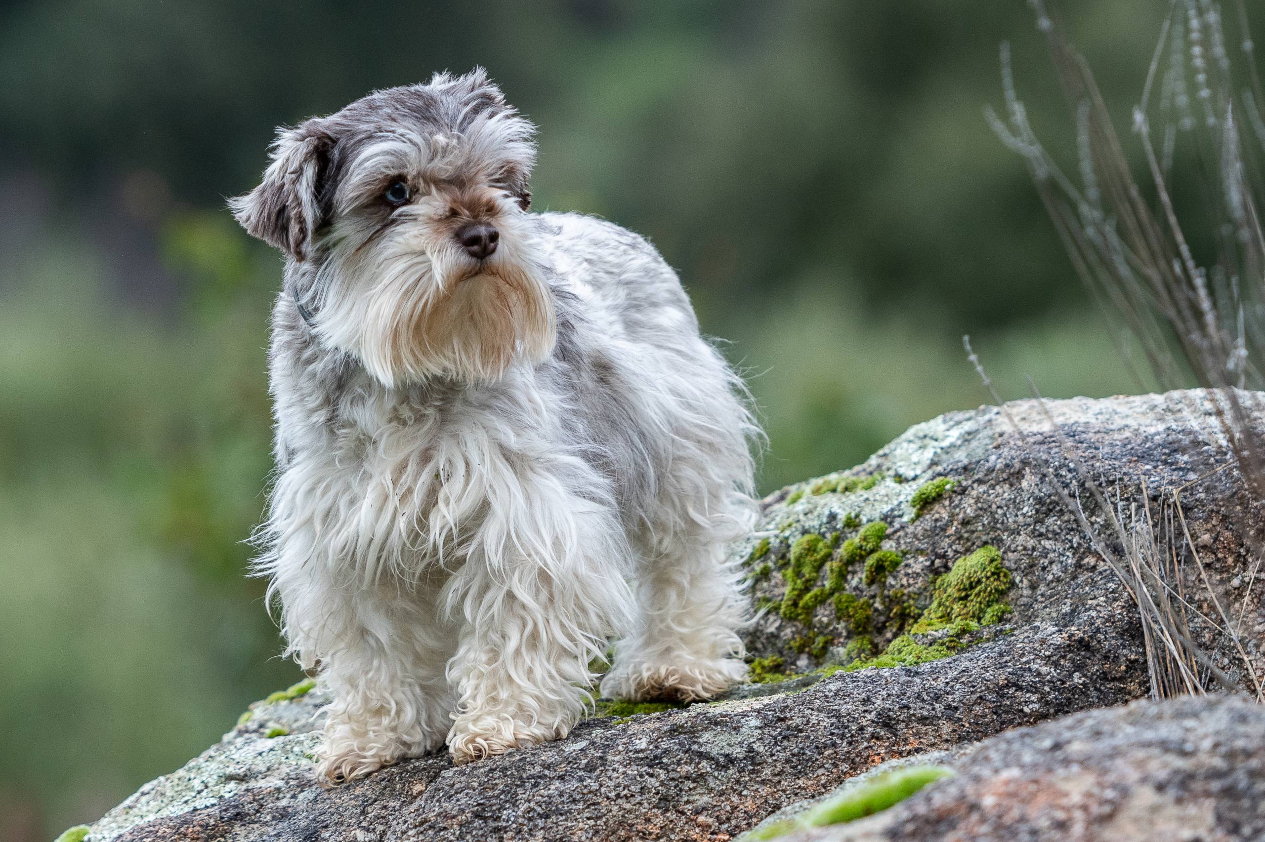 Schnauzer gris