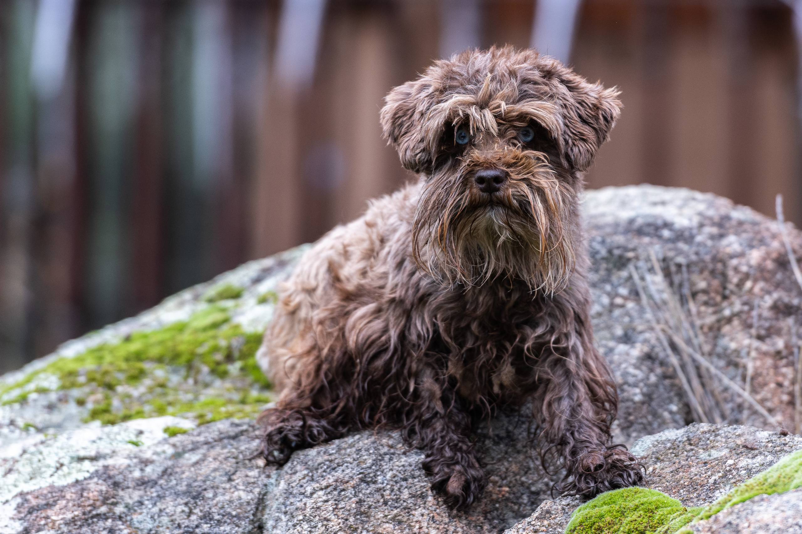 Schnauzer marron